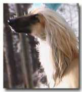 afghanhound.se Saloniemi