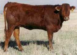 moocow.com Salorn