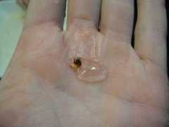 Salp