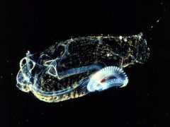 Salp