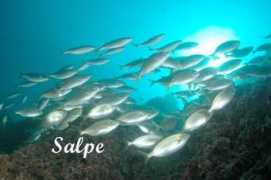 Salpe
