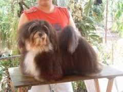 havanesegallery.hu Salsita