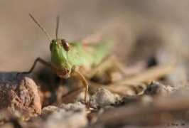 fotonatura.org Saltamontes