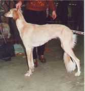 Saluka