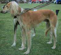 petsplace.co.za Saluki