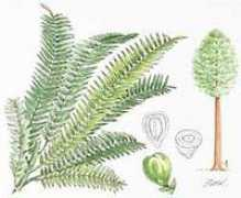 Salusalu