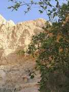 israbirding.com Salvadora