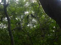 gwolf.org Salvadorean