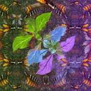 beta.undergrowth.org Salvia