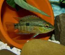 cichlids.com Salvini