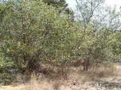 Salx