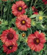 ridgeroadgardencenter.com Salye