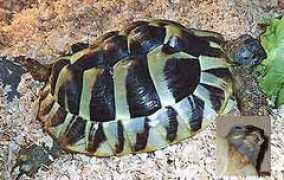 happy-turtles.de Samadie