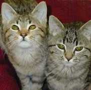 johnsoncountyhumane.org Samagi