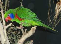 birdsandbirds.com Samarati