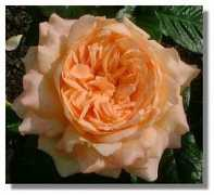 rampantscotland.com Samaritan