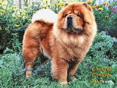 chow.chow.ru Samariya