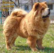 chow.chow.ru Samariya