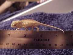 chameleonpages.com Sambaby