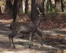 Sambar