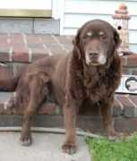 mcchipsretrievers.com Sambina