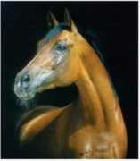 arabianlines.com Sambist