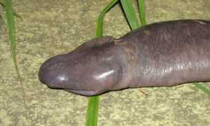 Sambog