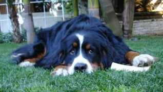 Sambone