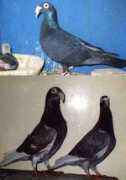 Sameh