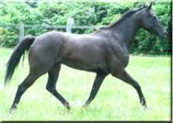 carevefriesians.com Samentha