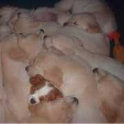 lovinghearts.ch Samgold