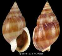 gastropods.com Samiae