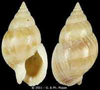 gastropods.com Samiae