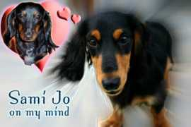 Samijo