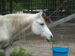 edenarabianfarms.com Samilan