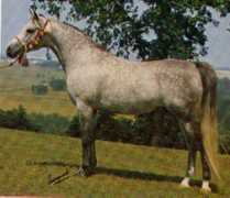 Samim