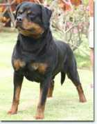 rottweiler-erhardt.net Samorai