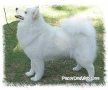 Samoyed