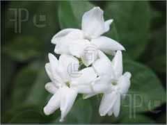 featurepics.com Sampaguita