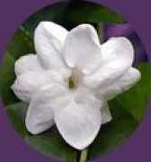 blog.sanriotown.com Sampaguita
