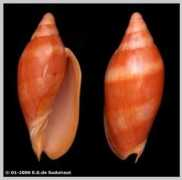 eurasiashells.net Samporna