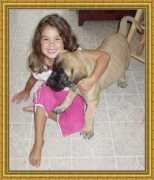 madiganmastiffs.com Samsona