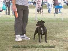 staffords.info Samtan