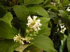 gesneriads.ca Sanango