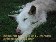 ibiza-hunde.de Sanara