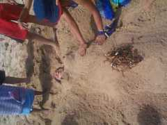 Sancas