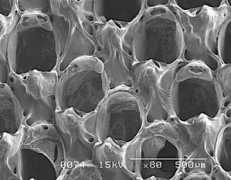 bryozoa.net Sandalia