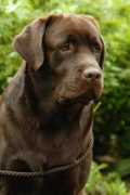 smtw.labradors.free.fr Sandep