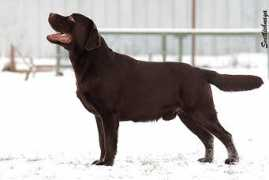 smtw.labradors.free.fr Sandep
