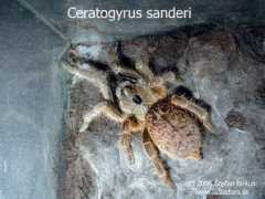galeria.lasiodora.sk Sanderi